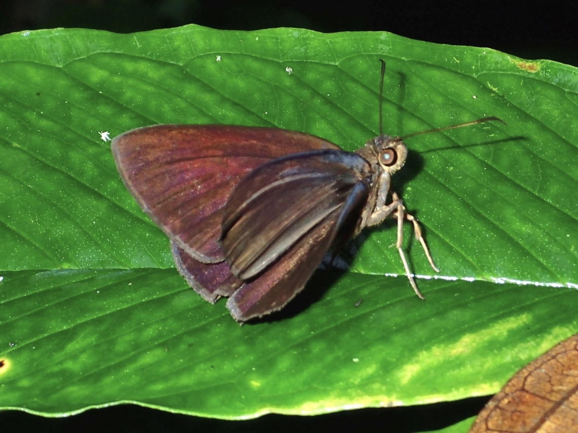 Chocolate Demon  Ancistroides nigrita,Butterfly,Chocolate Demon,Maddela,Philippines,Skipper