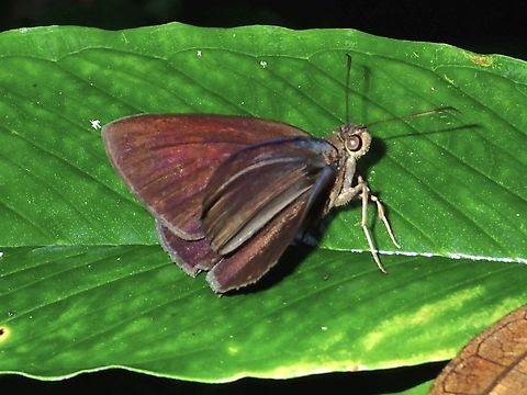 Chocolate Demon  Ancistroides nigrita,Butterfly,Chocolate Demon,Maddela,Philippines,Skipper