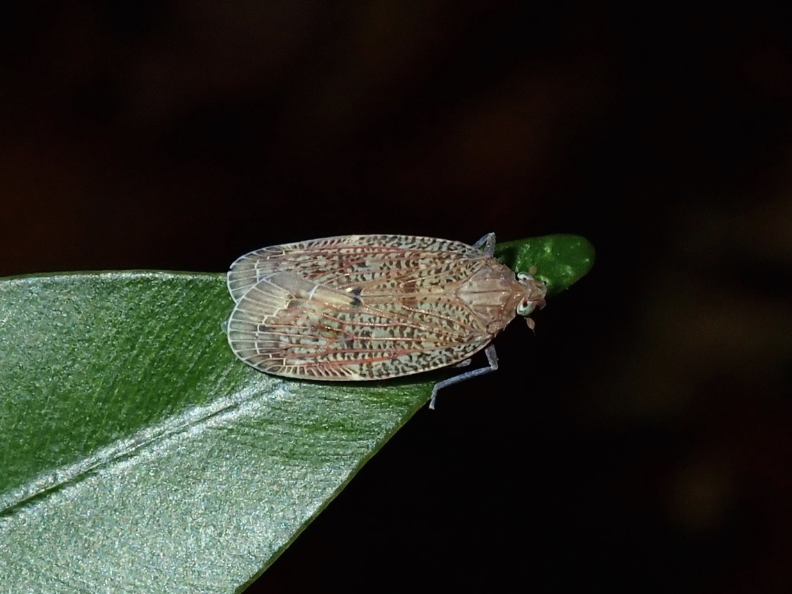 Achilid Planthopper - Faventilla pustulata  Achilid Planthopper,Faventilla pustulata,Hopper,Palawan,Philippines,Planthopper