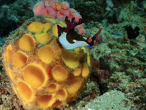 Distraction Golf Ball Sponge - Cinachyrella australiensis Anilao,Batangas,Cinachyrella australiensis,Golf Ball Sponge,Philippines,Sponge