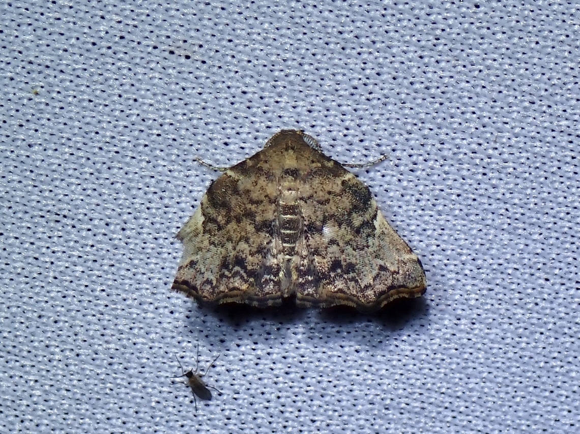 Fruit-Piercing Moth - Goniocraspedon variegata  Fruit-Piercing Moth,Goniocraspedon variegata,Malaysia,Moth,Sabah