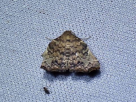 Goniocraspedon variegata