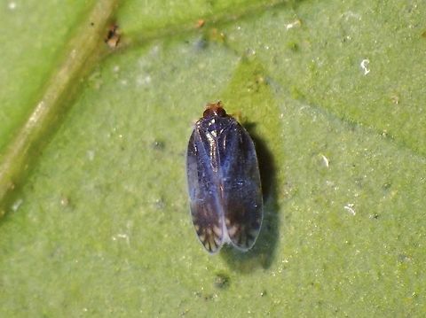 Kinnarid Planthopper - Kinnara bakeri Tentative, Kinnara cf. bakeri Hopper,Kinnara bakeri,Kinnarid Planthopper,Malaysia,Penang,Planthopper