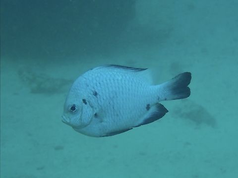 Three-Spot Dascyllus - Dascyllus trimaculatus  Dascyllus trimaculatus,Fish,Mabul,Malaysia,Sabah,Three-Spot Dascyllus