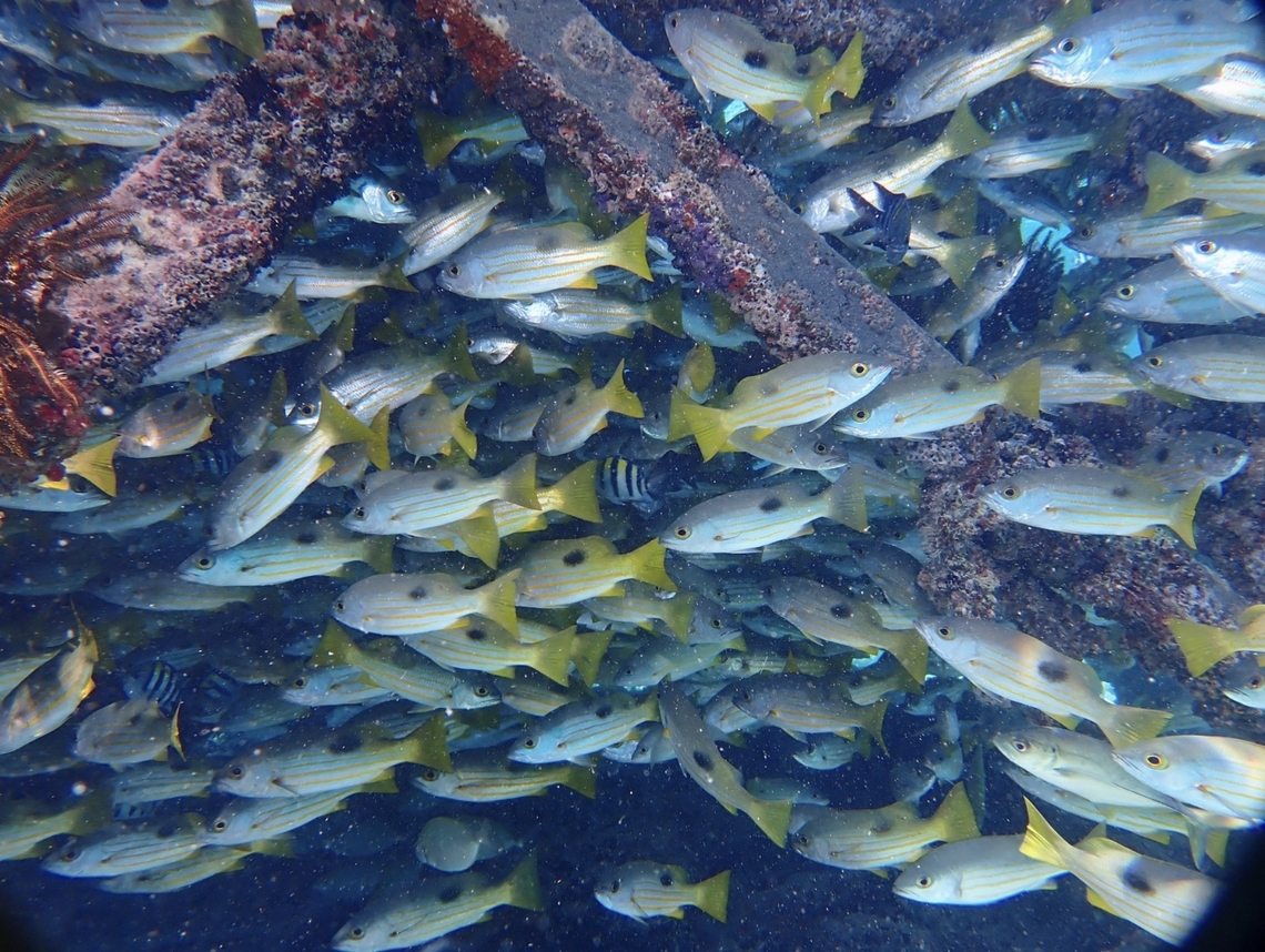 Ehrenberg's Snapper - Lutjanus ehrenbergii  Ehrenberg's Snapper,Fish,Lutjanus ehrenbergii,Mabul,Malaysia,Sabah,Snapper