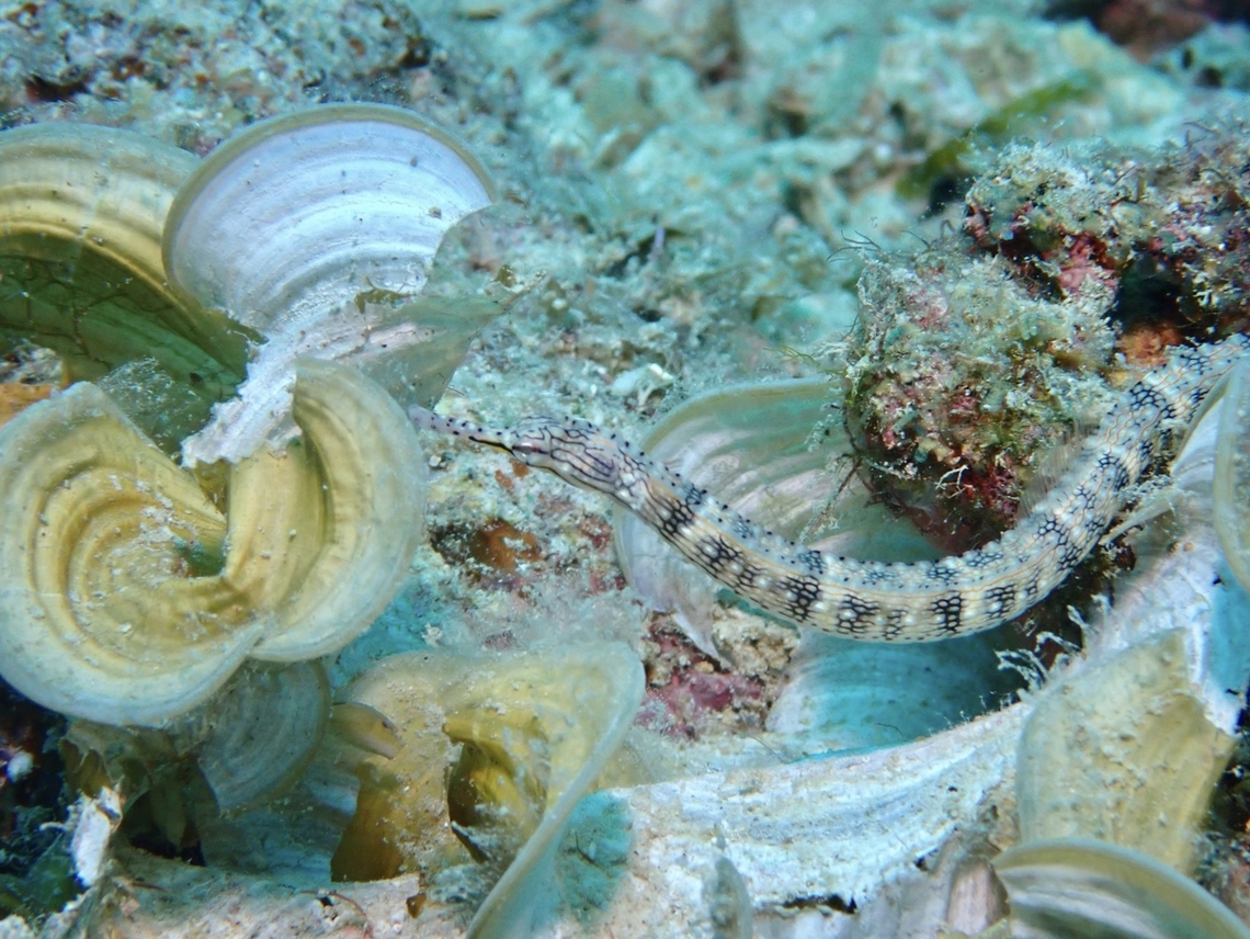 Messmate Piperfish - Corythoichthys intestinalis  Corythoichthys intestinalis,Fish,Mabul,Malaysia,Messmate Pipefish,Pipefish,Sabah