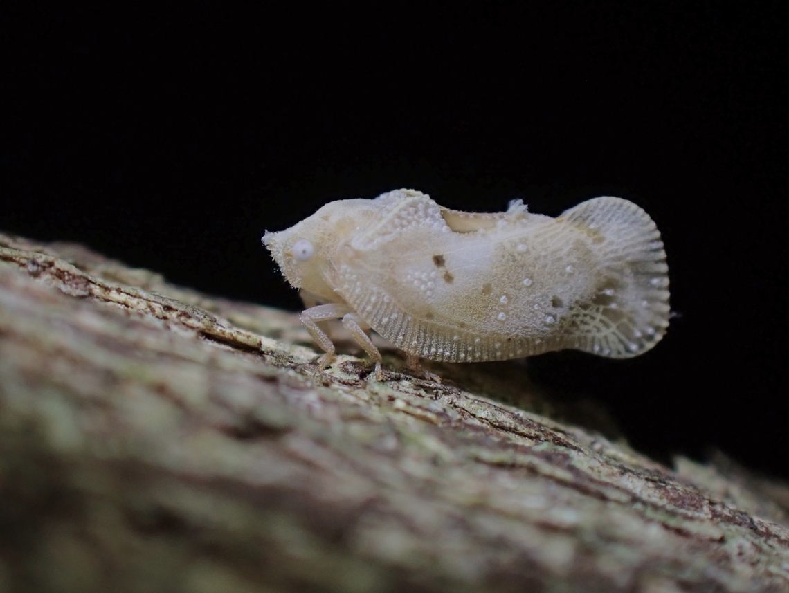 Flatid Planthopper - Seliza vidua  Flatid Planthopper,Hopper,Malaysia,Penang,Planthopper,Seliza vidua
