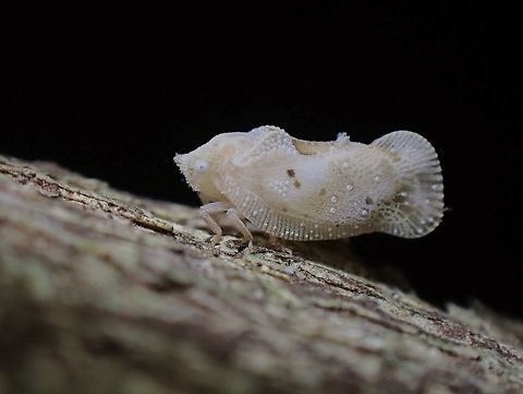 Flatid Planthopper - Seliza vidua  Flatid Planthopper,Hopper,Malaysia,Penang,Planthopper,Seliza vidua