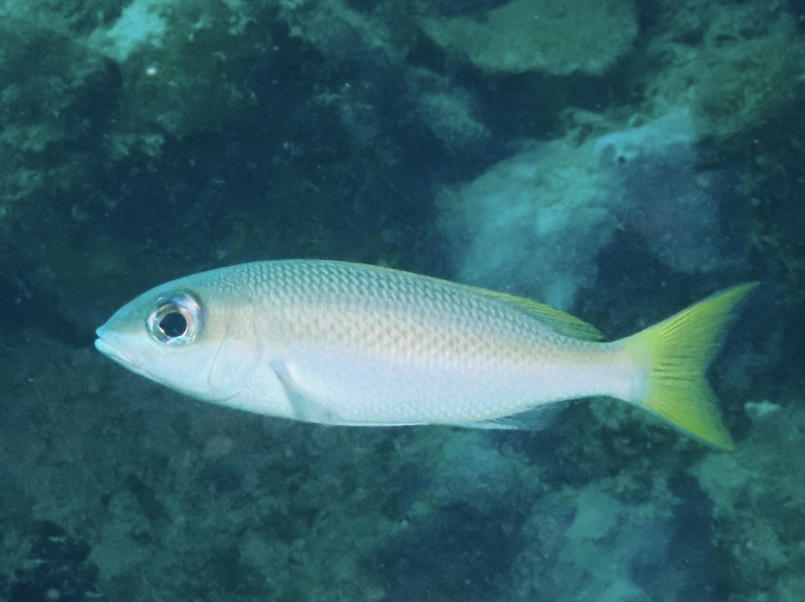 Pale Monocle Bream - Scolopsis affinis  Bream,Fish,Mabul,Malaysia,Monocle Bream,Pale Monocle Bream,Sabah,Scolopsis affinis