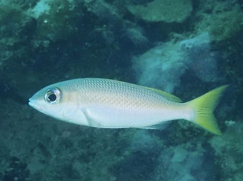 Pale Monocle Bream - Scolopsis affinis  Bream,Fish,Mabul,Malaysia,Monocle Bream,Pale Monocle Bream,Sabah,Scolopsis affinis