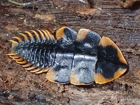 Jurassic Female Net-Winged Beetle - Macrolibnetis depressus Beetle,Macrolibnetis depressus,Malaysia,Net-Winged Beetle,Pahang