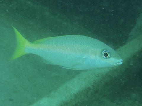 Rainbow Monocle Bream - Scolopsis monogramma  Bream,Fish,Mabul,Malaysia,Monocle Bream,Rainbow Monocle Bream,Sabah,Scolopsis monogramma