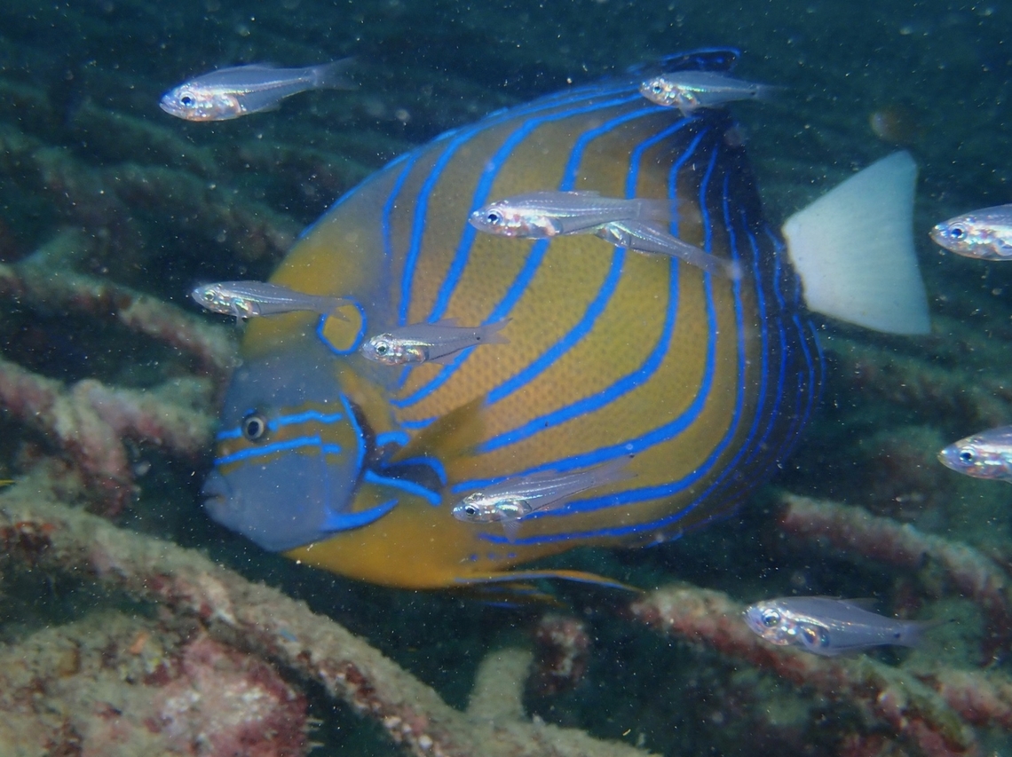 Photobombed  Cardinalfish,Fish,Mabul,Malaysia,Rhabdamia gracilis,Sabah,Slender Cardinalfish