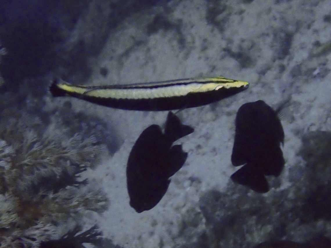 Ringed Slender Wrasse - Hologymnosus annulatus Juvenile  Fish,Hologymnosus annulatus,Mabul,Malaysia,Ringed Slender Wrasse,Sabah,Slender Wrasse,Wrasse