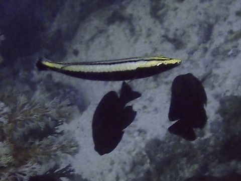 Ringed Slender Wrasse - Hologymnosus annulatus Juvenile  Fish,Hologymnosus annulatus,Mabul,Malaysia,Ringed Slender Wrasse,Sabah,Slender Wrasse,Wrasse