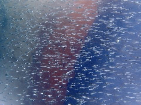 Convict Blenny - Pholidichthys leucotaenia Juveniles Blenny,Convict Blenny,Fish,Mabul,Malaysia,Pholidichthys leucotaenia,Sabah