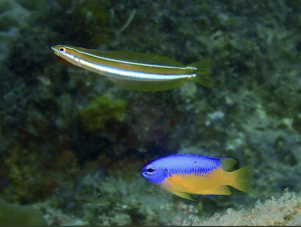 Goldbelley Damsel - Pomacentrus auriventris Observation on the Damselfish Damselfish,Fish,Goldbelly Damsel,Mabul,Malaysia,Pomacentrus auriventris,Sabah