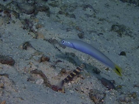 Spottail Dartfish - Ptereleotris heteroptera  Dartfish,Fish,Mabul,Malaysia,Ptereleotris heteroptera,Sabah,Spottail Dartfish