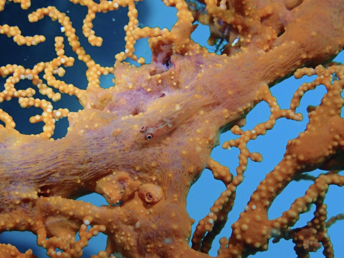 Many Host Ghost Goby - Pleurosicya mossambica  Fish,Ghost Goby,Goby,Mabul,Malaysia,Many Host Ghost Goby,Pleurosicya mossambica,Sabah