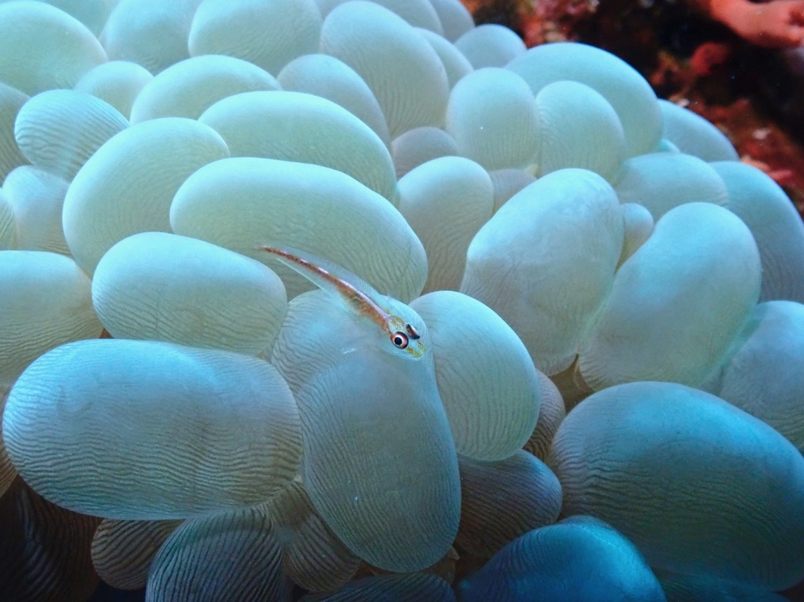 Many-Host GhostGoby - Pleurosicya mossambica  Cebu,Fish,Ghost Goby,Goby,Malapascua,Many-Host GhostGoby,Philippines,Pleurosicya mossambica