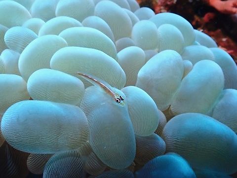 Many-Host GhostGoby - Pleurosicya mossambica  Cebu,Fish,Ghost Goby,Goby,Malapascua,Many-Host GhostGoby,Philippines,Pleurosicya mossambica