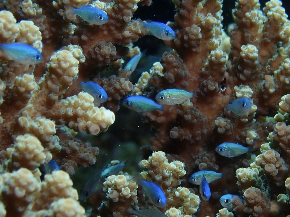 Blue-Green Chromis - Chromis viridis  Blue-Green Chromis,Chromis,Chromis viridis,Fish,Malaysia,Sabah,Sipadan
