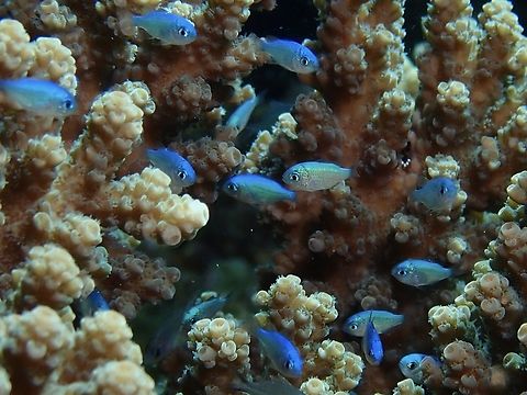 Blue-Green Chromis - Chromis viridis  Blue-Green Chromis,Chromis,Chromis viridis,Fish,Malaysia,Sabah,Sipadan