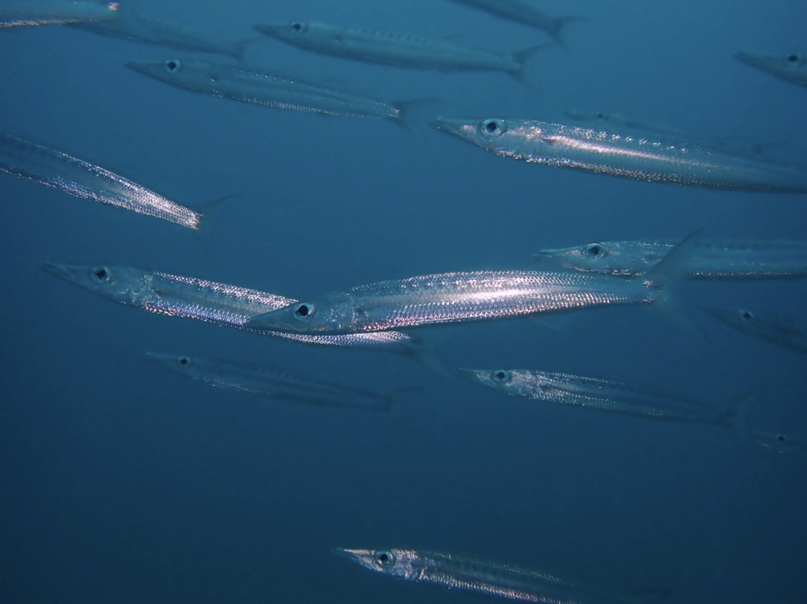 Striped Barracuda - Sphyraena obtusata  Barracuda,Fish,Mabul,Malaysia,Sabah,Sphyraena obtusata,Striped Barracuda
