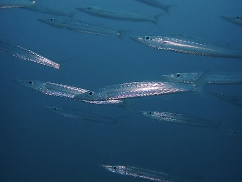 Striped Barracuda - Sphyraena obtusata  Barracuda,Fish,Mabul,Malaysia,Sabah,Sphyraena obtusata,Striped Barracuda