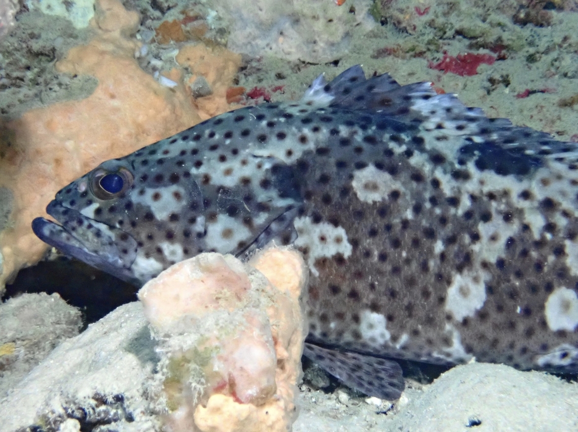 Coral Grouper - Epinephelus corallicola  Coral Grouper,Epinephelus corallicola,Fish,Grouper,Malaysia,Sabah,Sipadan