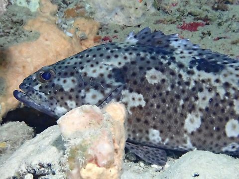 Coral Grouper - Epinephelus corallicola  Coral Grouper,Epinephelus corallicola,Fish,Grouper,Malaysia,Sabah,Sipadan