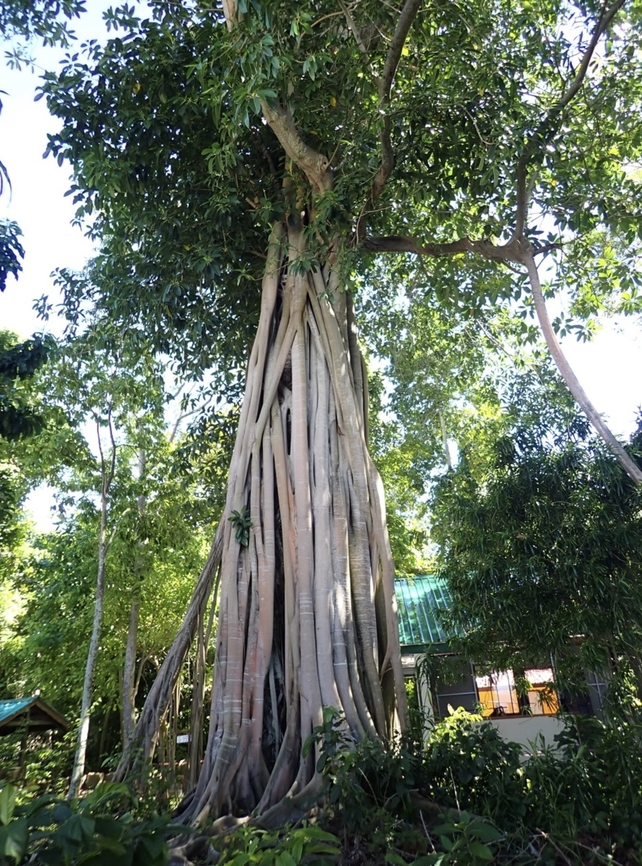 Ficus glandifera  Acorn Fig,Ficus glandifera,Malaysia,Sabah,Sipadan