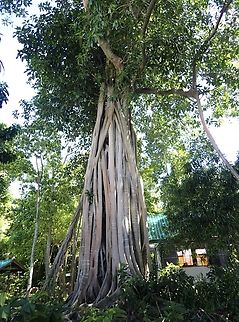 Ficus glandifera  Acorn Fig,Ficus glandifera,Malaysia,Sabah,Sipadan