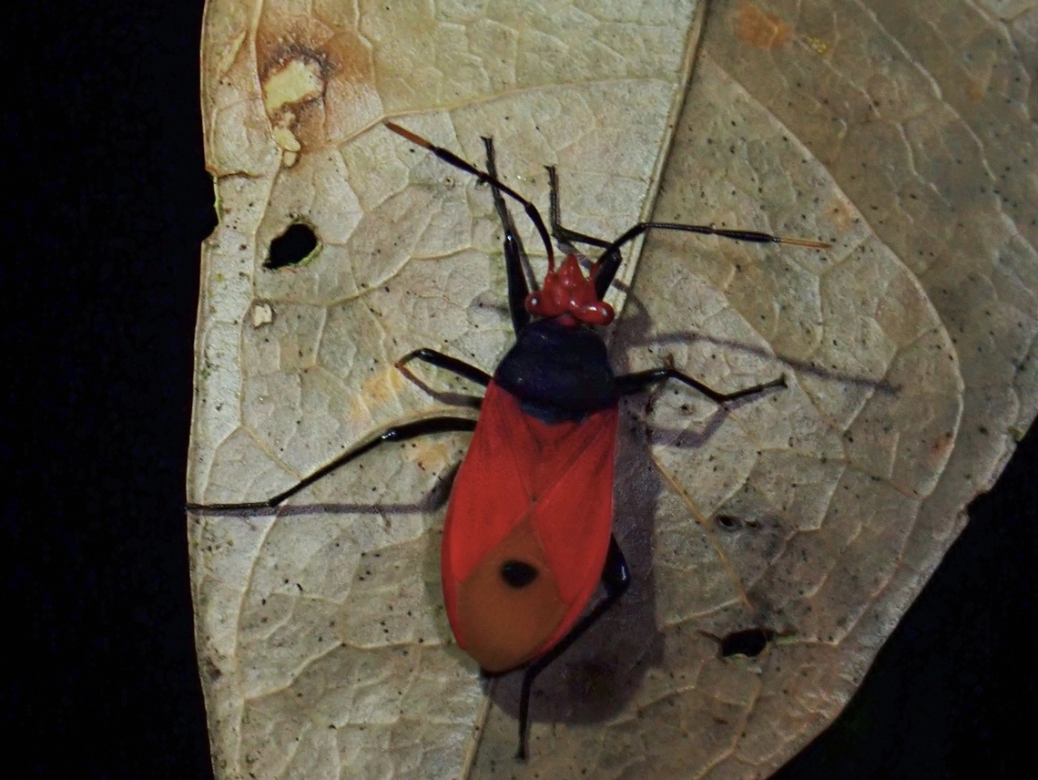 Red Bug - Ectatops ophthalmicus Tentative, Ectatops cf. ophthalmicus Ectatops ophthalmicus,Palawan,Philippines,Red Bug