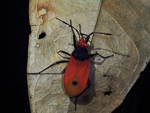 Red Bug - Ectatops ophthalmicus Tentative, Ectatops cf. ophthalmicus Ectatops ophthalmicus,Palawan,Philippines,Red Bug