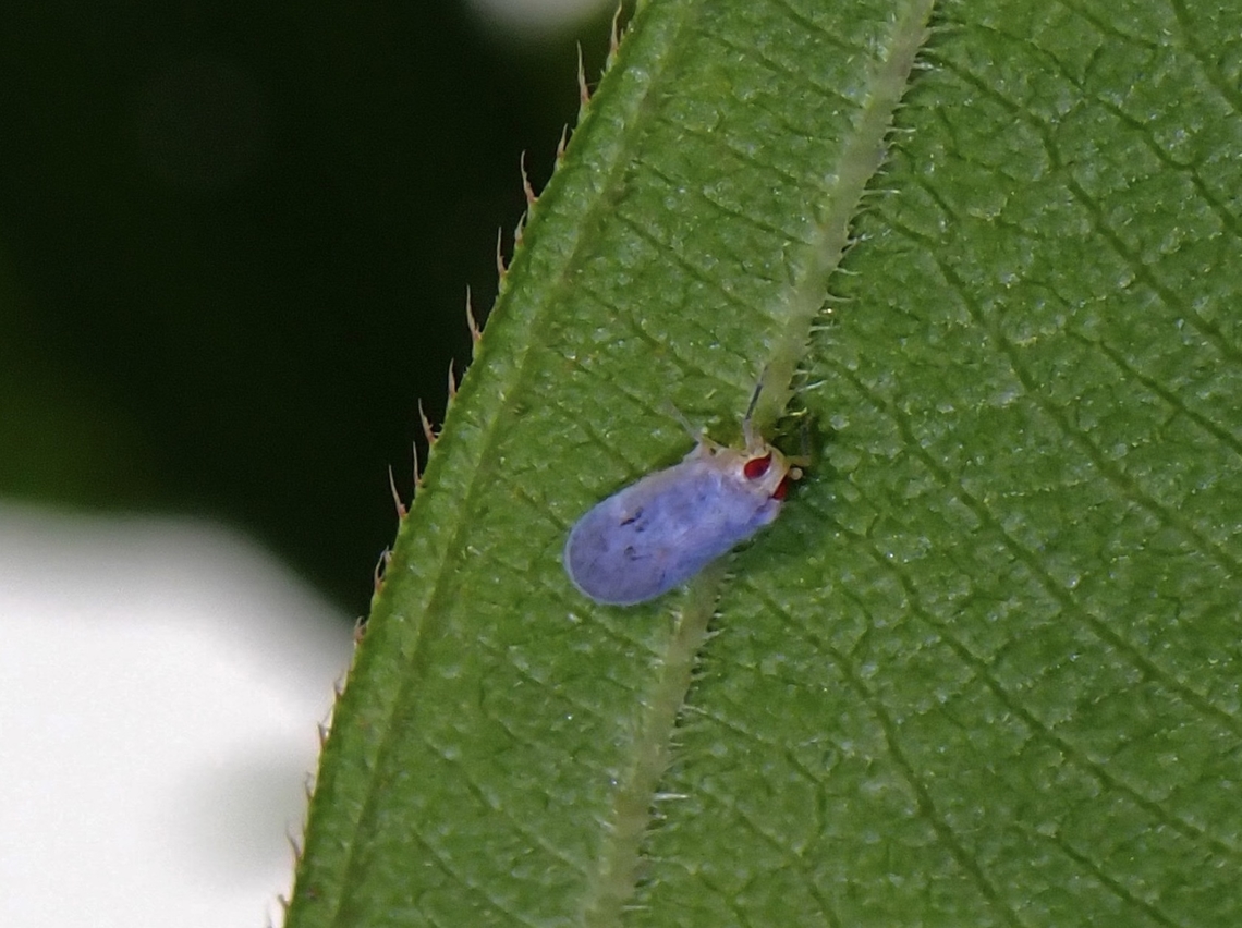 Cute Tentative, Akotropis cf. malayana Achilid Planthopper,Akotropis malayana,Hopper,Malaysia,Penang,Planthopper