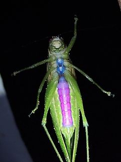 Purple & Blue Leaf Katydid - Sympaestria lampra Leaf Katydid,Malaysia,Sabah,Sympaestria lampra