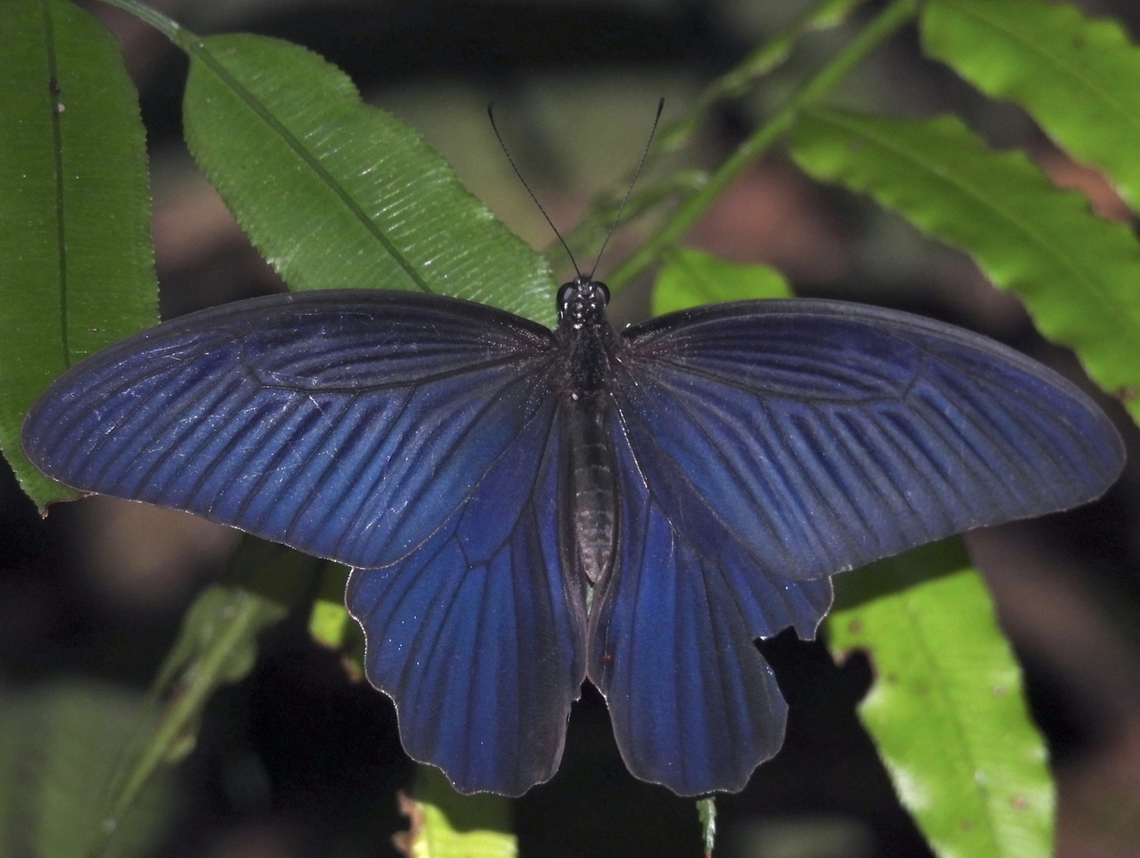 Spangle Swallowtail - Papilio protenor  Butterfly,Papilio protenor,Spangle Swallowtail,Taipei,Taiwan