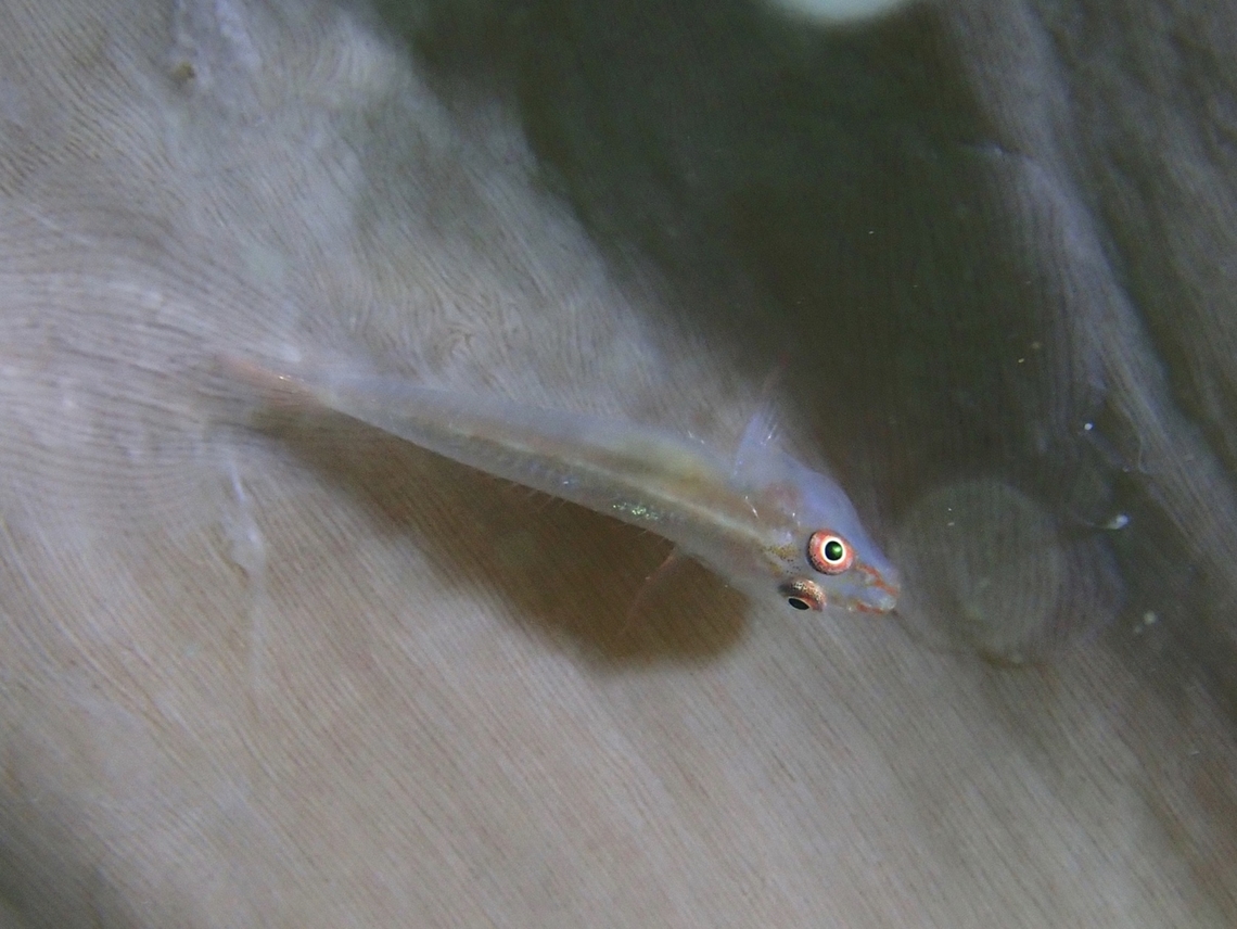Softcoral Ghost Goby - Pleurosicya boldinghi  Fish,Ghost Goby,Goby,Mabul,Malaysia,Pleurosicya boldinghi,Sabah,Softcoral Ghost Goby