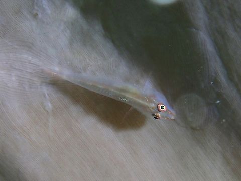 Softcoral Ghost Goby - Pleurosicya boldinghi  Fish,Ghost Goby,Goby,Mabul,Malaysia,Pleurosicya boldinghi,Sabah,Softcoral Ghost Goby