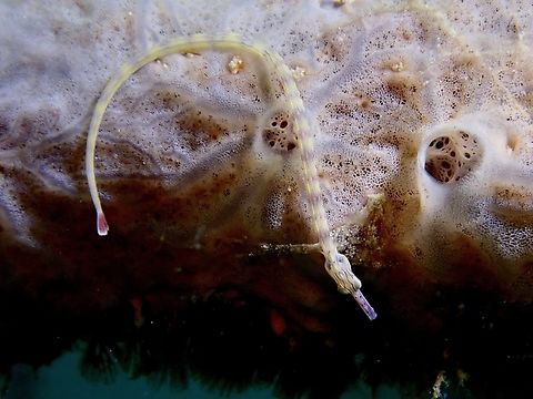 Reeftop Pipefish - Corythoichthys haematopterus  Corythoichthys haematopterus,Fish,Mabul,Malaysia,Pipefish,Reeftop Pipefish,Sabah