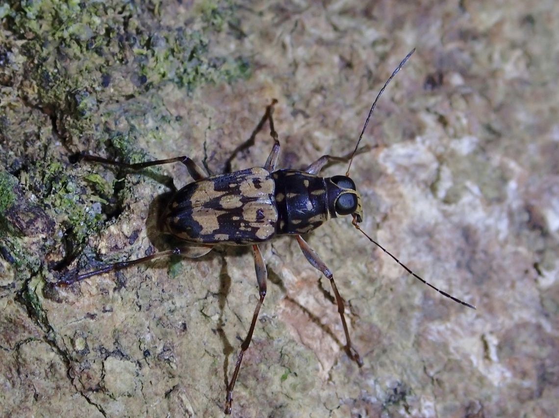 Fungus Weevil - Litocerus histrio  Fungus Weevil,Litocerus histrio,Malaysia,Penang,Weevil