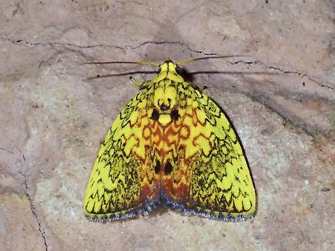 Tufted Moth - Siglophora cymographa  Malaysia,Moth,Sabah,Siglophora cymographa,Tufted Moth