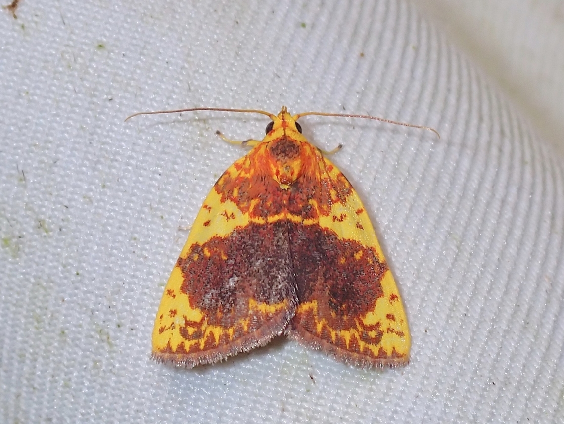 Tufted Moth - Siglophora haemoxantha  Malaysia,Moth,Sabah,Siglophora haemoxantha,Tufted Moth