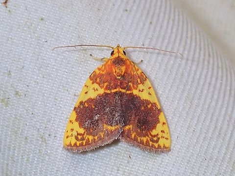 Tufted Moth - Siglophora haemoxantha  Malaysia,Moth,Sabah,Siglophora haemoxantha,Tufted Moth