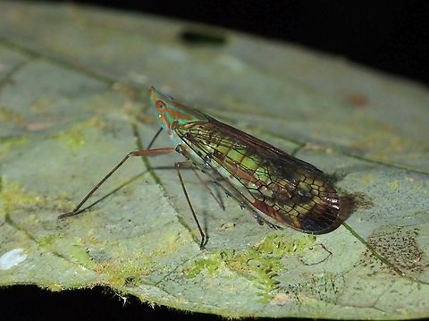 Dictyophardid Planthopper - Centromeria maculata  Centromeria maculata,Dictyopharid Planthopper,Hopper,Malaysia,Planthopper,Sabah