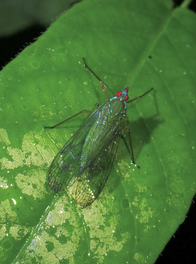 Dictyopharid Planthopper - Centromeria speilinea  Centromeria speilinea,Dictyopharid Planthopper,Hopper,Malaysia,Penang,Planthopper