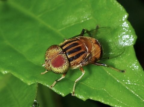 Rat-Tail Maggot Fly - Eristalinus arvorum  Butterworth,Eristalinus arvorum,Fly,Maggot Fly,Malaysia,Penang,Rat-Tail Maggot Fly