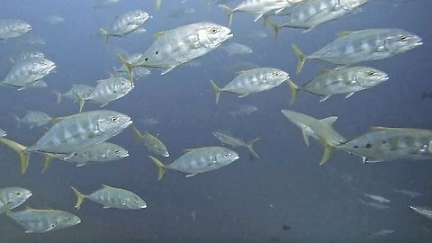 Bigger than the Shark! Yellow Spotted Trevally - Turrum fulvoguttatum Fish,Jacks,Maldives,Trevally,Turrum fulvoguttatum,Yellow Spotted Trevally