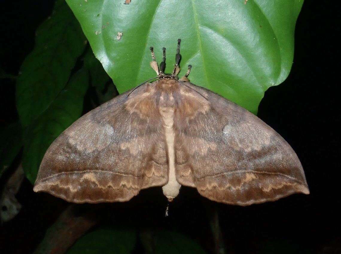 Monkey Moth - Pseudoganisa gonioptera  Monkey Moth,Moth,Palawan,Philippines,Pseudoganisa gonioptera